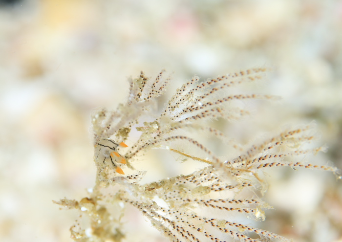 ツノザヤウミウシ