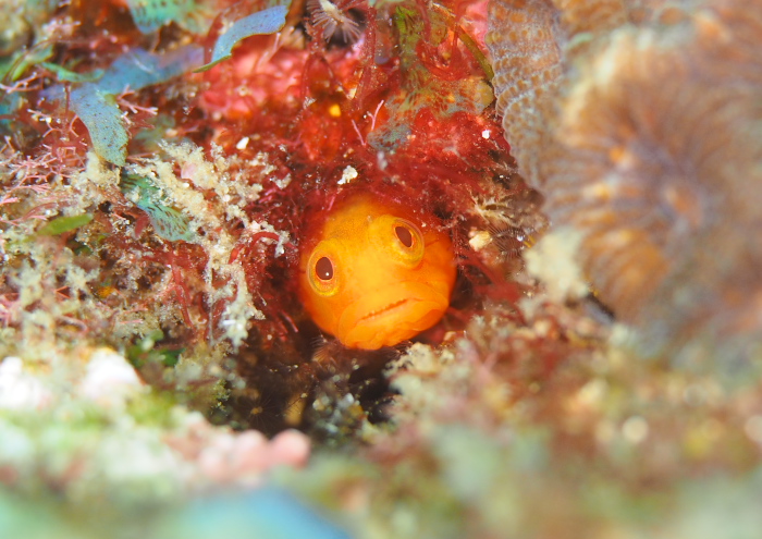 ハダカコケギンポ