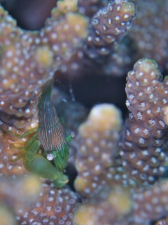 クサイロモシオエビ