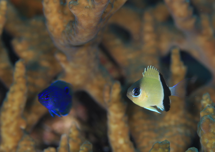 クロオビスズメダイ