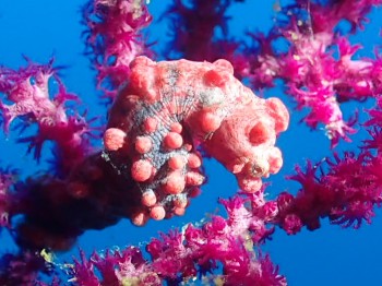 ピグミーシーホース