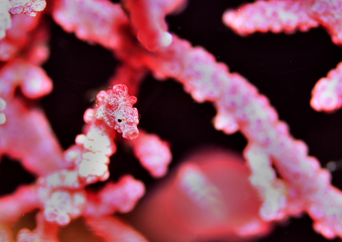 ピグミーシーホース