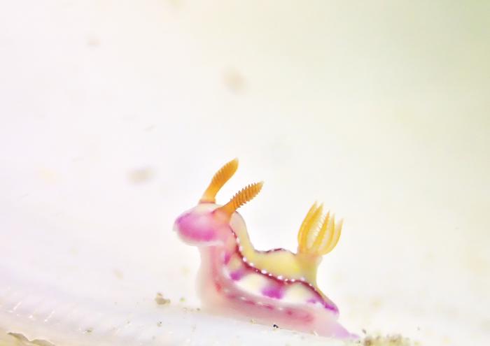 ヒュプセロドーリス・クラカトア