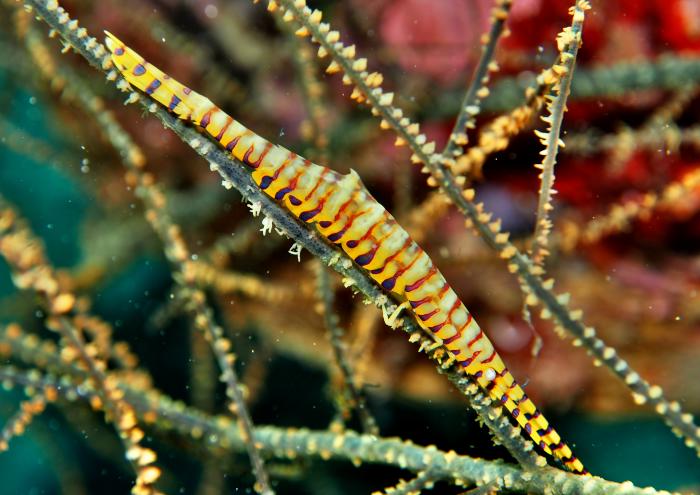 ゴルゴニアンシュリンプ