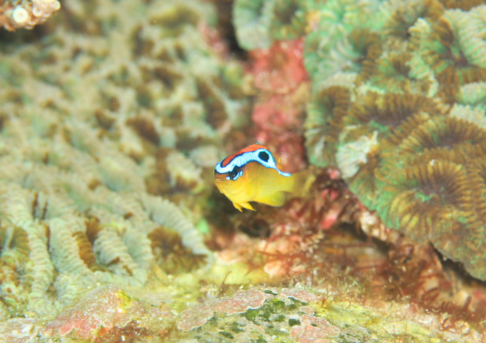 ミヤコキセンスズメダイ