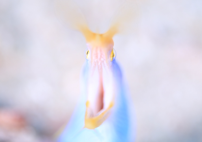 ハナヒゲウツボ