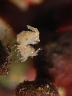 フィコカリス・シムランス