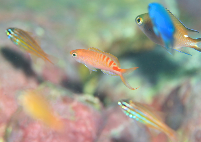 アカボシハナゴイ