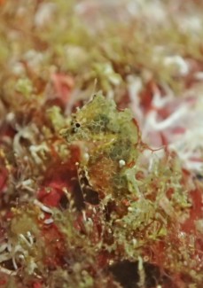 ジャパニーズピグミーシーホース