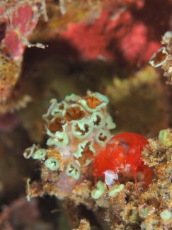 イラモツノテッポウエビ