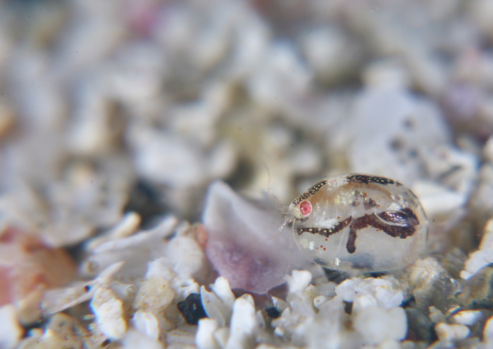 ホソヅメホテイヨコエビ