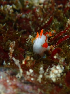 クマドリカエルアンコウ