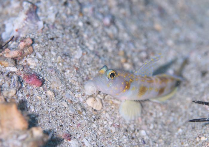 ナノハナフブキハゼ