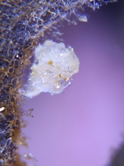 フィコカリスシムランス