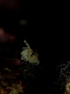 フィコカリス・シムランス