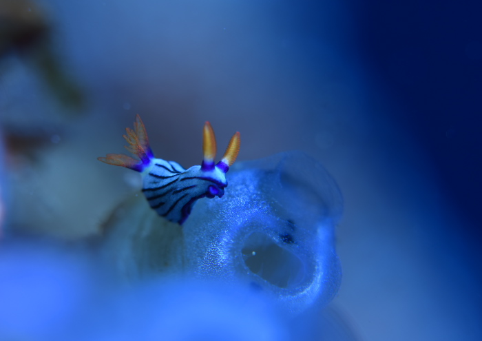 クロスジリュウグウウミウシ