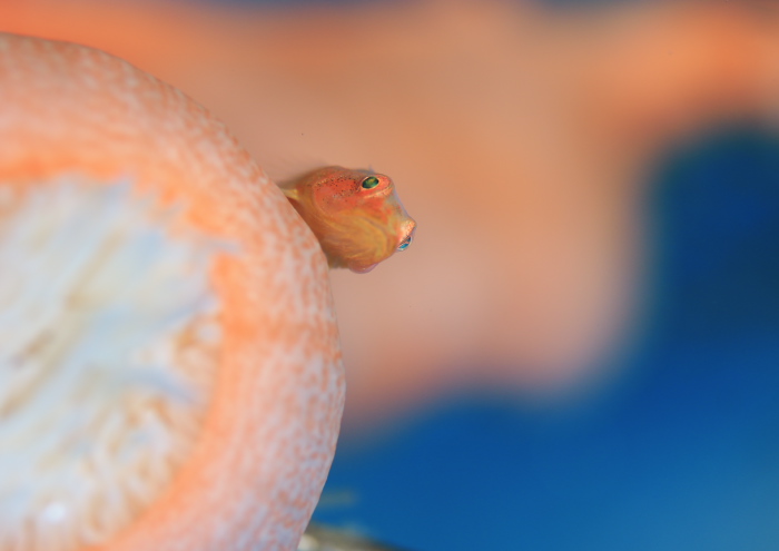 セボシウミタケハゼ