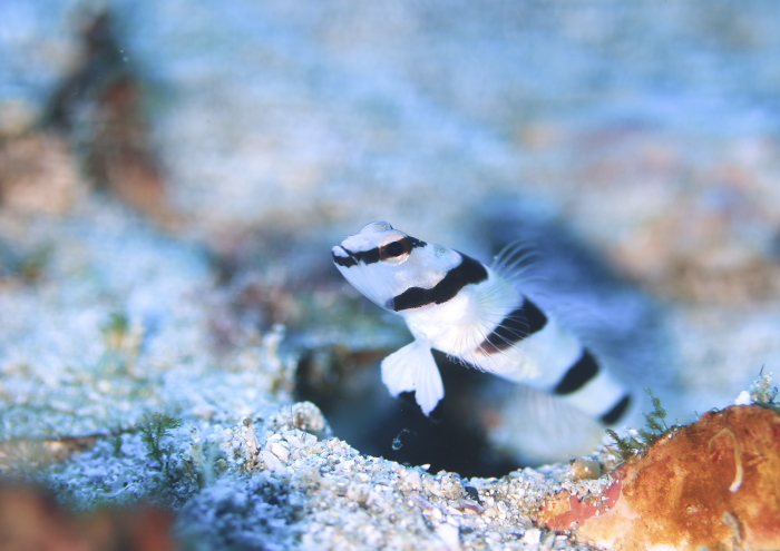 キツネメネジリンボウ