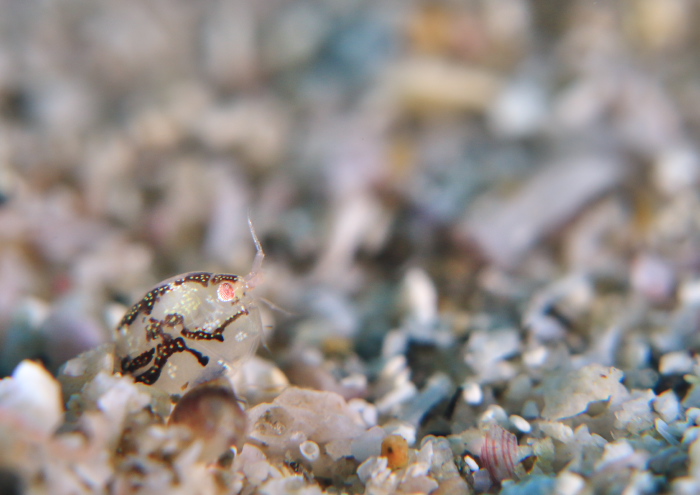 ホソヅメホテイヨコエビ