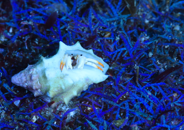 アカツメサンゴヤドカリ