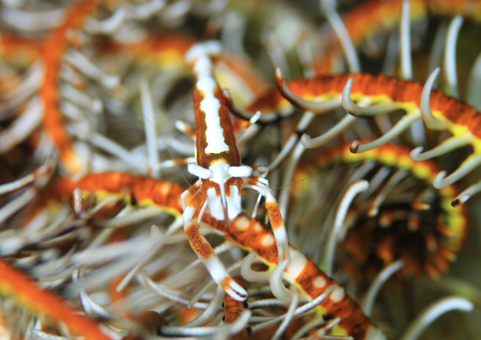 ラオメネス・コルヌトゥス