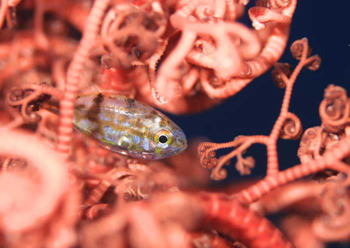 イナズマヒカリイシモチ