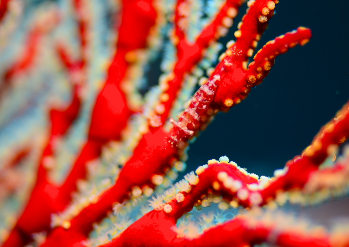 イソバナカクレエビ