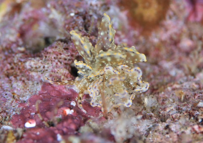 テンセンウロコウミウシ