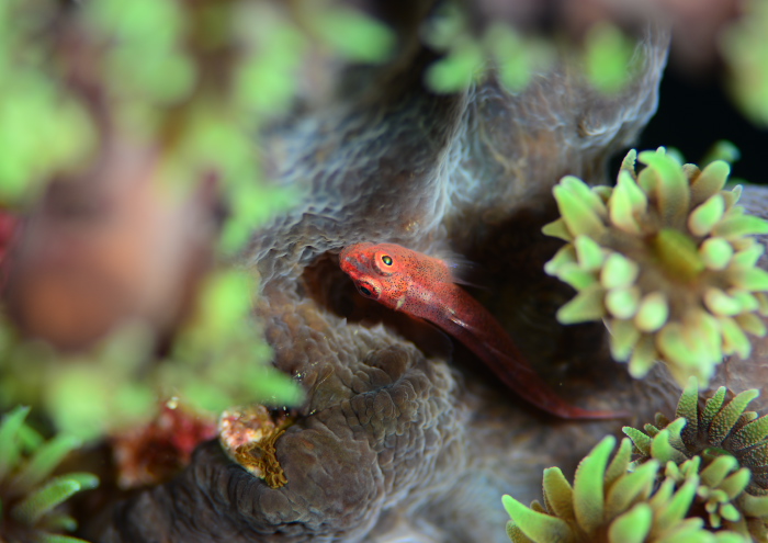 ウミショウブハゼ