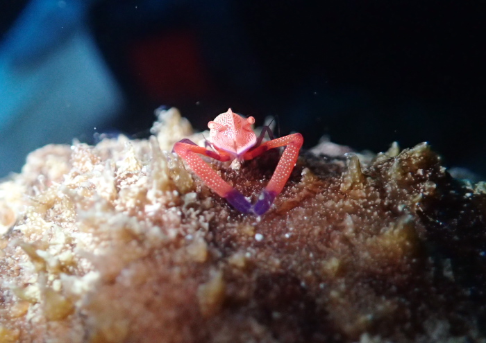 ウミウシカクレエビ