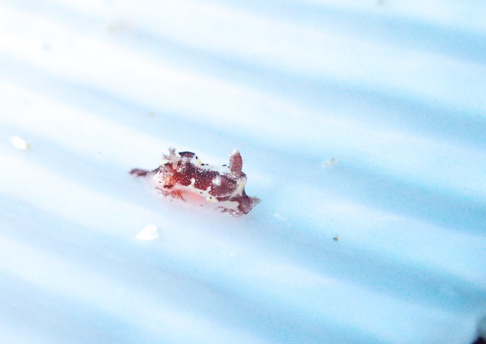 ネコジタウミウシ