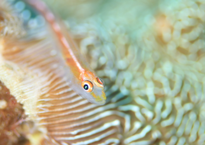 アカスジウミタケハゼ