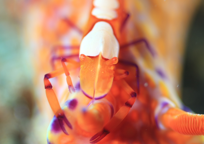 ウミウシカクレエビ