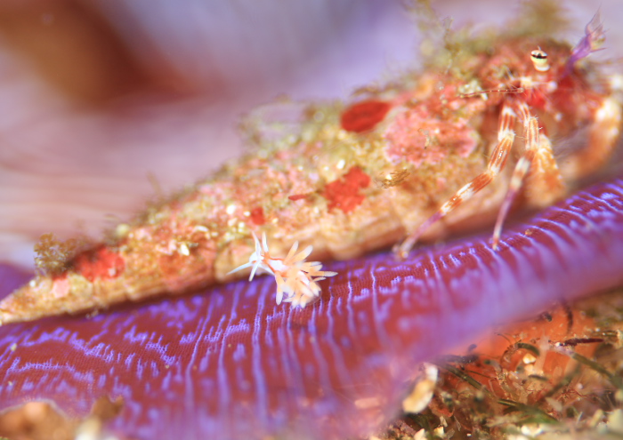 ミノウミウシsp