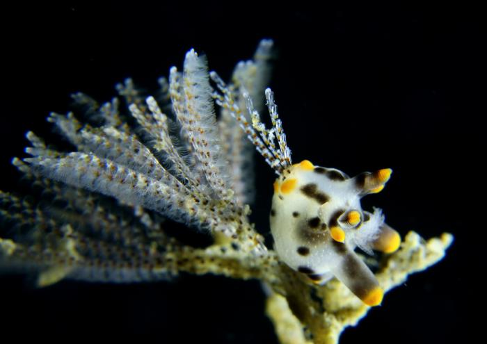 ツノザヤウミウシ