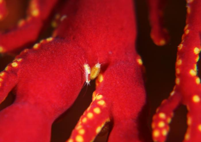 テングヨコエビ