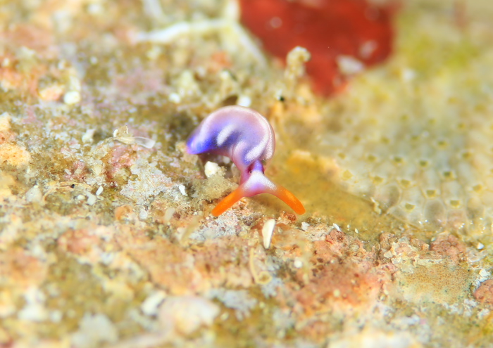 スイートジェリーミドリガイ