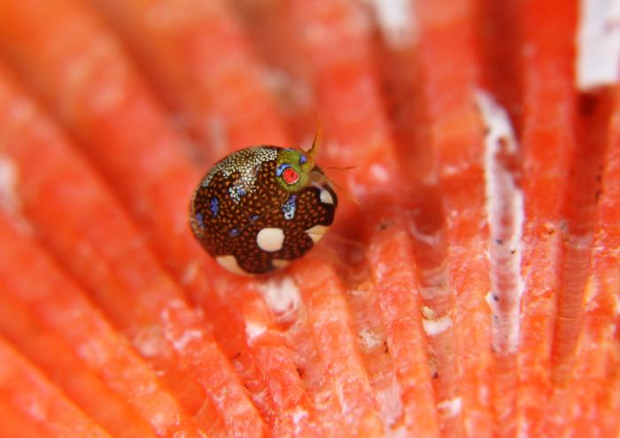 マキエホテイヨコエビ