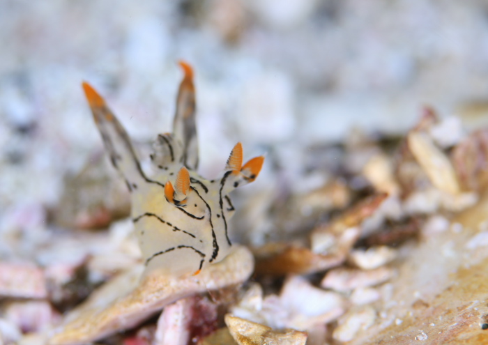 ツノザヤウミウシSP