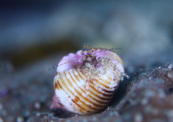 アオヒゲヒラホンヤドカリ