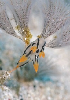 ツノザヤウミウシ