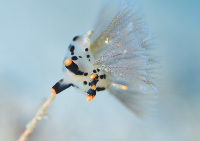 ツノザヤウミウシ