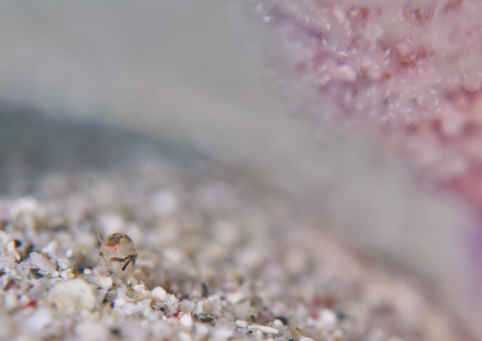 ホソヅメホテイヨコエビ