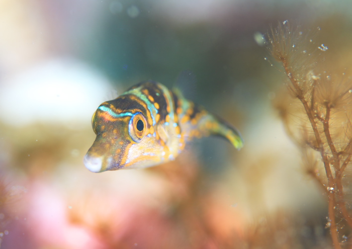 ハナキンチャクフグ