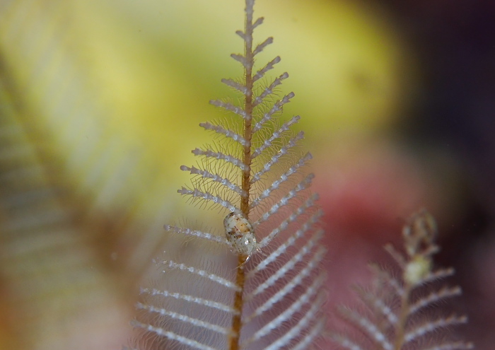 オタフクヨコエビ