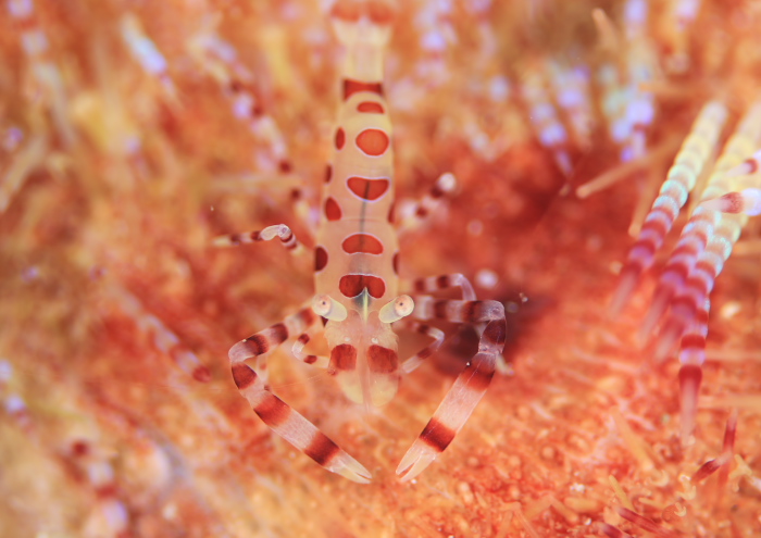 ペリクリメネス・コールマンイ