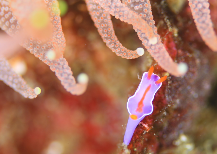 ニシキウミウシ幼体