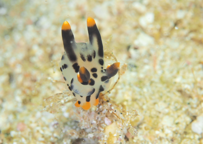 ツノザヤウミウシ