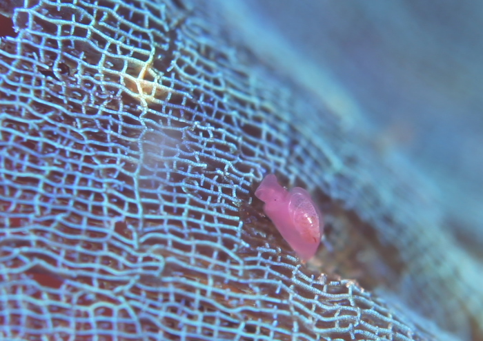 サガミアメフラシ