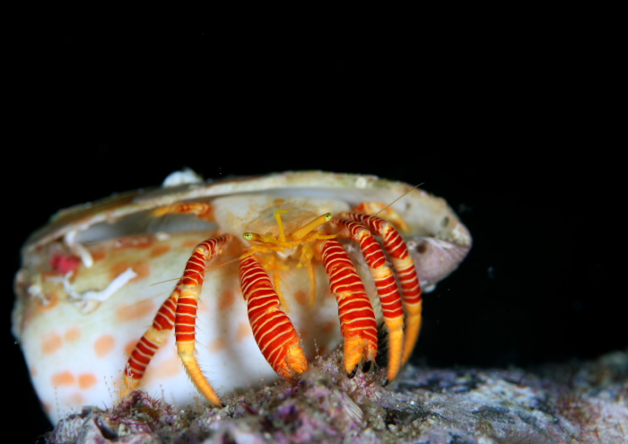 ユビナガワモンヤドカリ